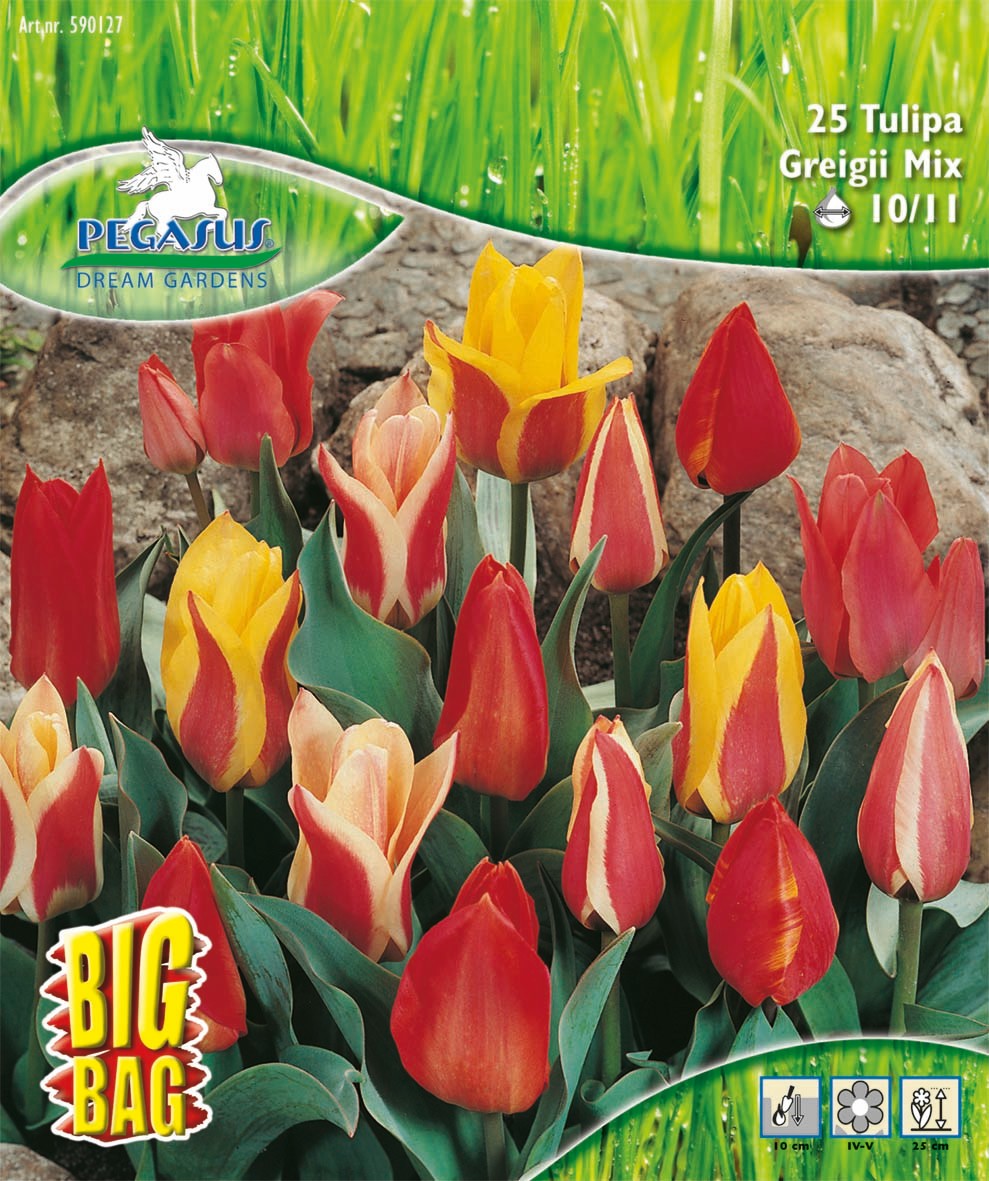 Pegasus BigBag Botanische Tulpen Mischung