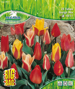 Pegasus BigBag Botanische Tulpen Mischung