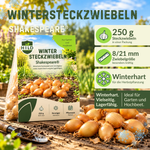 HILD Wintersteckzwiebel Shakespeare® 250 Gramm