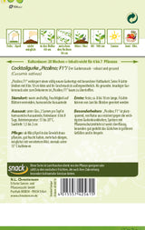 N.L. Chrestensen Cocktailgurke Picolino, F1