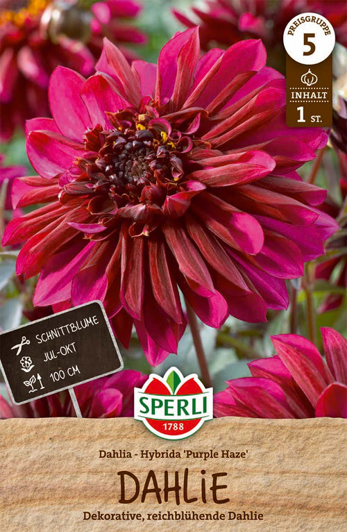 SPERLI Anemonenblütige Dahlie Purple Haze
