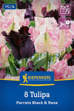 Tulpen Mix Parrots Black & Rose