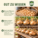 HILD Wintersteckzwiebel Stuttgarter Riesen 500 Gramm