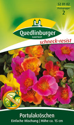 Quedlinburger Portulakröschen  Einfache Mischung