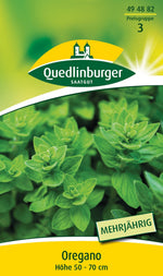 Quedlinburger Oregano Dost mehrjährig