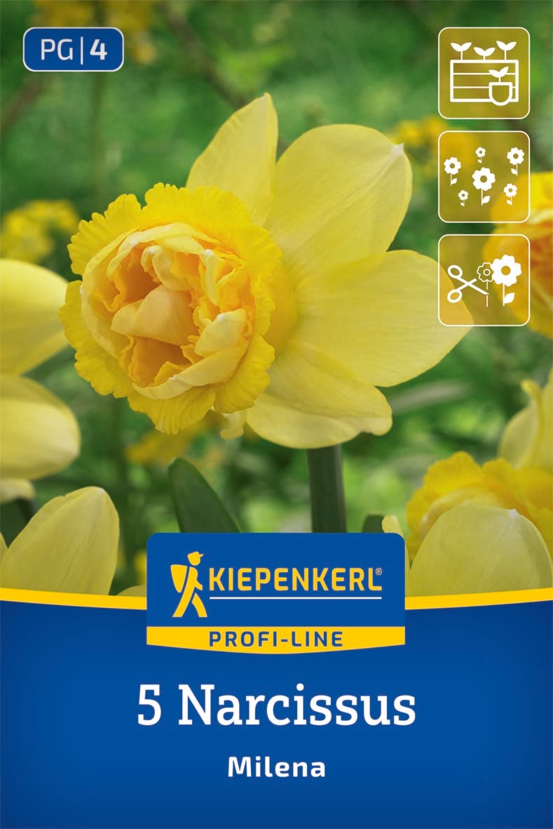 Profi-Line Narzisse Milena