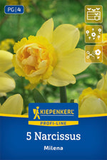 Profi-Line Narzisse Milena