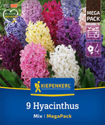 Mega-Pack Hyazinthen Mischung