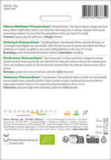 Sativa Dotterlack Primrose Dame