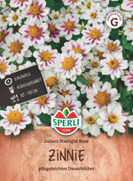 SPERLI Zinnie Zahara Starlight Rose