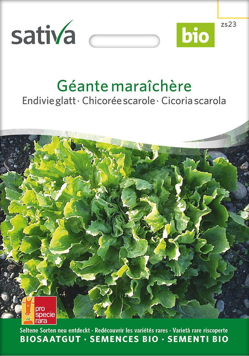 Sativa Endivie glatt Géante maraîchère