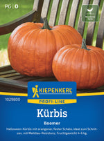 Kiepenkerl Kürbis Boomer
