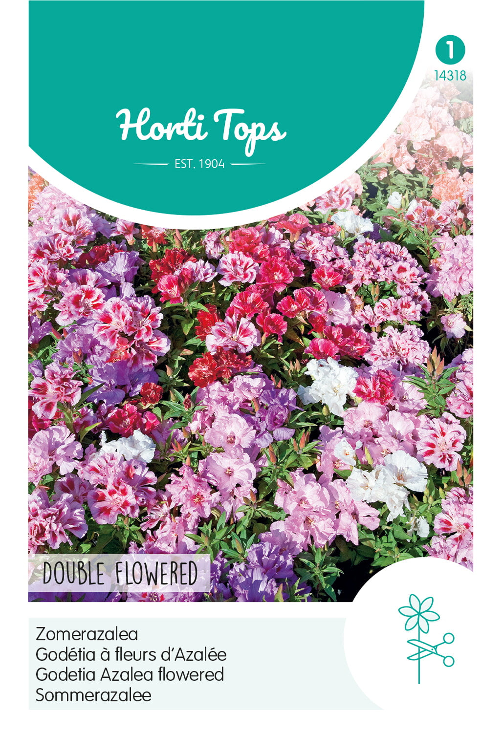 Horti Tops Seidenblume Whitneyi Azaleenblütige Gefüllte Mischung