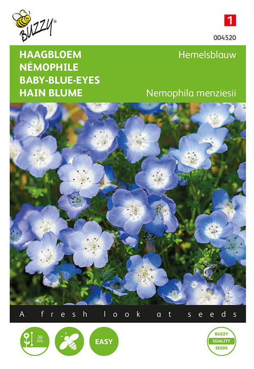Buzzy Seeds Hainblumen Baby Blue Eyes