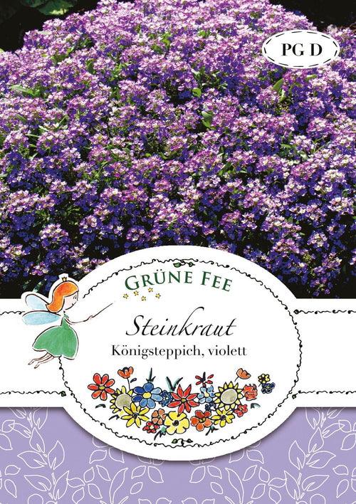 Grüne Fee Steinkraut Königsteppich, violett