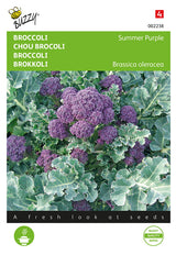 Buzzy Seeds Spargelkohl Summer Purple
