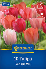 Darwin-Hybrid-Tulpe Van Eijk Mischung