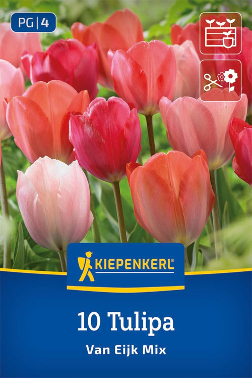 Darwin-Hybrid-Tulpe Van Eijk Mischung