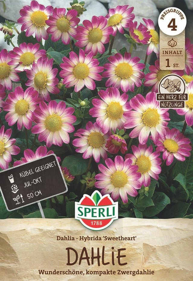 SPERLI Dahlie Sweetheart