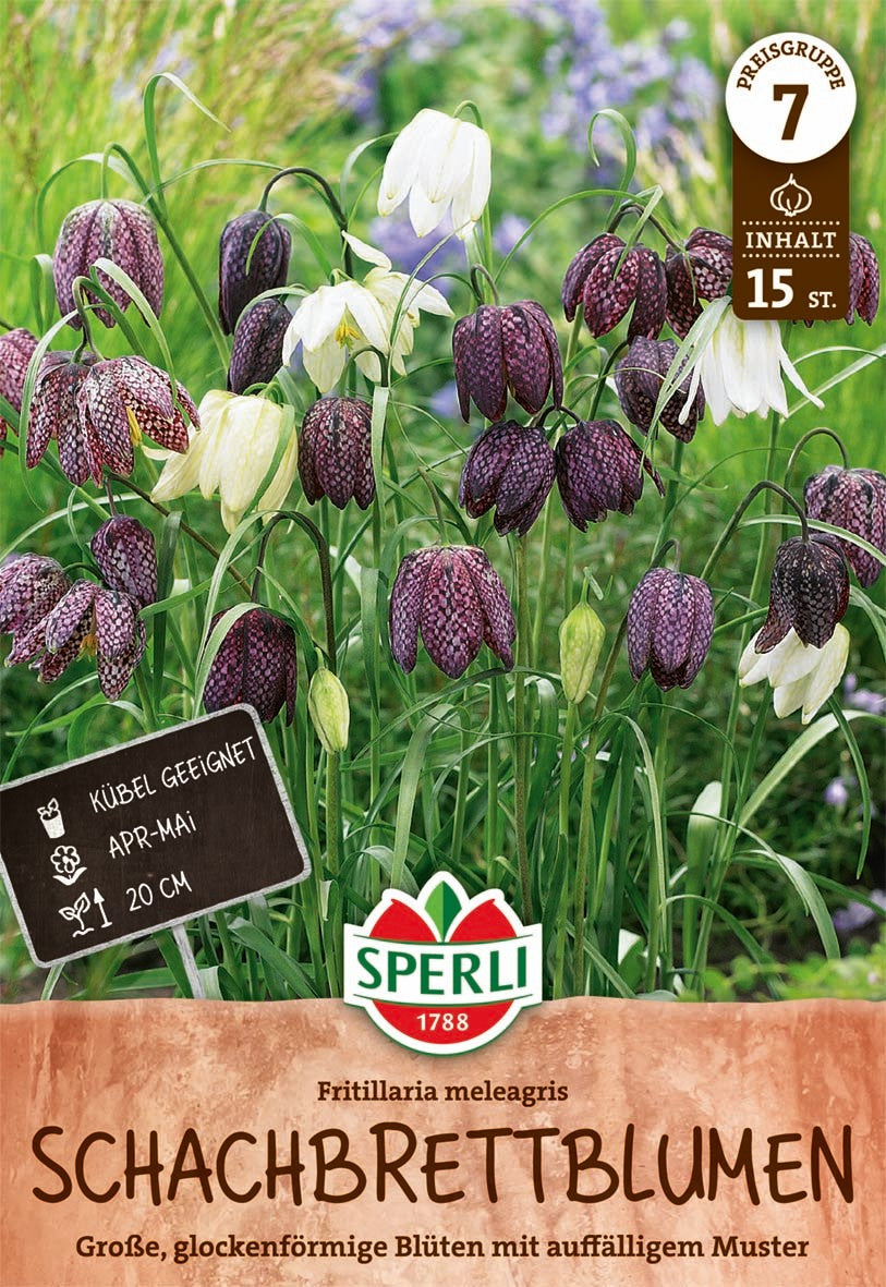 Schachbrettblume