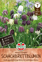 Schachbrettblume