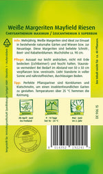 Quedlinburger Margeriten Mayfield Riesen weiße