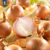 Kiepenkerl Schalotten Red Sun 400 g