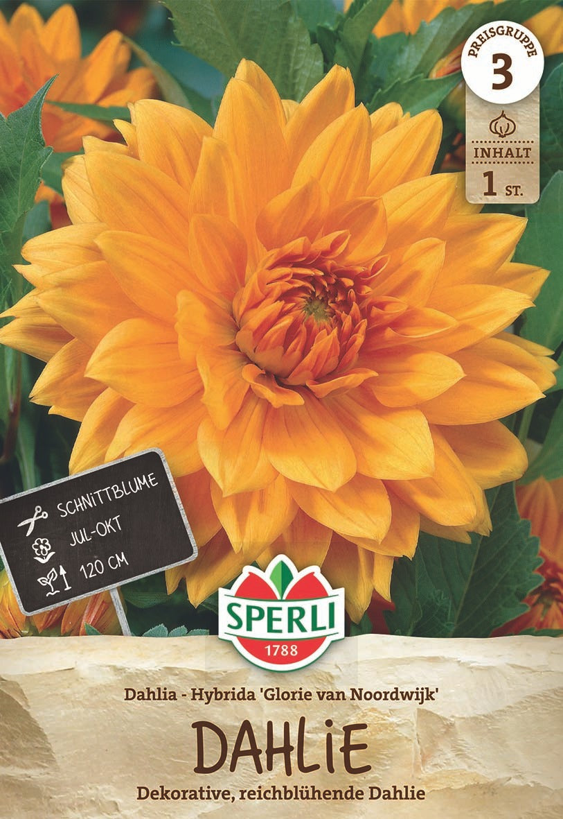 SPERLI Dahlie Glorie van Noordwijk