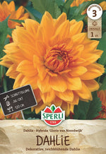 SPERLI Dahlie Glorie van Noordwijk