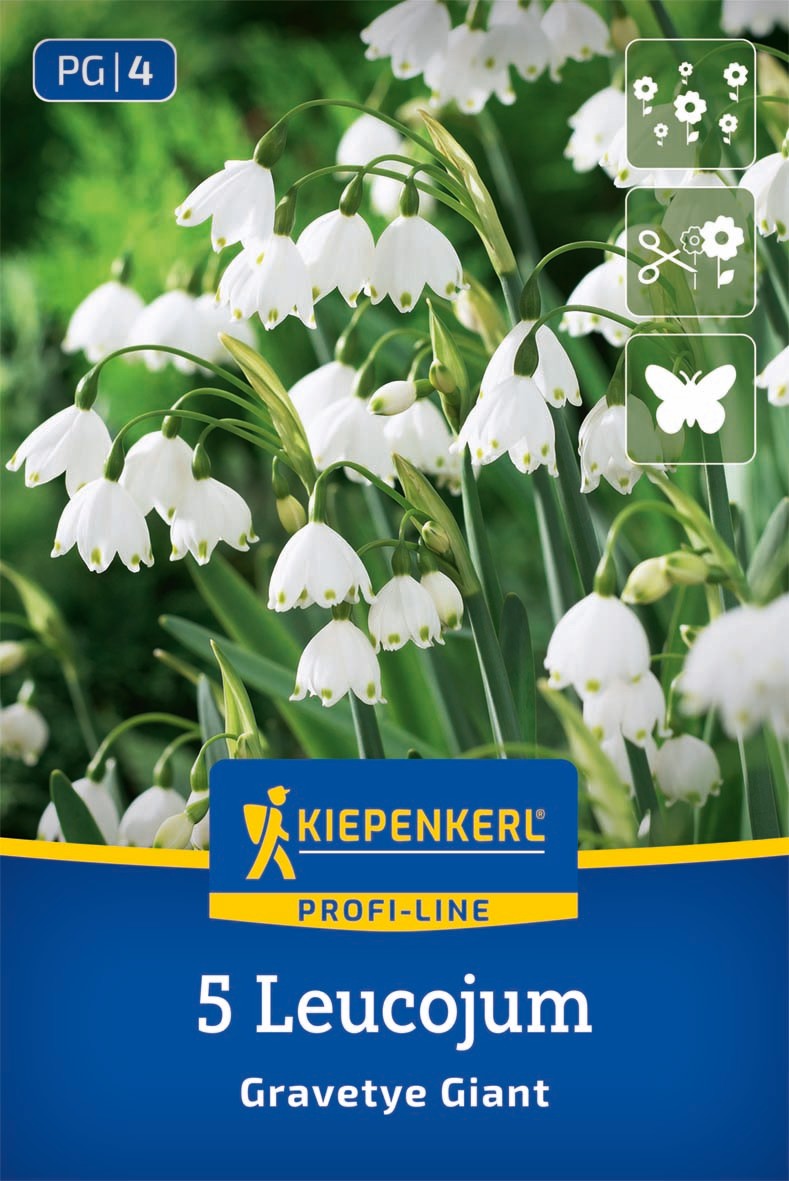 Profi-Line Sommerknotenblume Gravetye Giant
