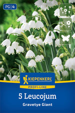 Profi-Line Sommerknotenblume Gravetye Giant