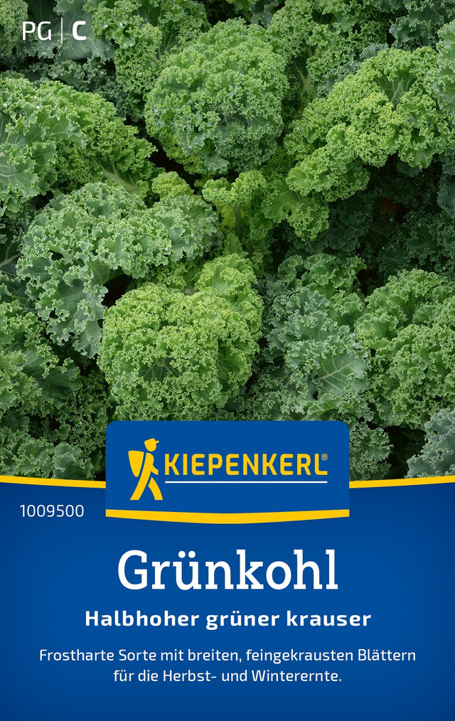Kiepenkerl Grünkohl Halbhoher grüner krauser
