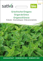 Sativa Griechischer Oregano