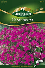 Quedlinburger Blattschmuckpflanze Amaranth