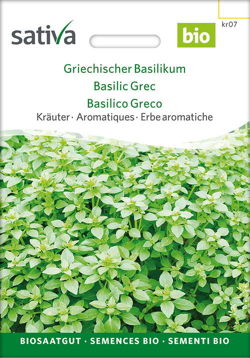 Sativa Griechischer Basilikum