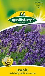 Quedlinburger Lavendel blau mehrjährig
