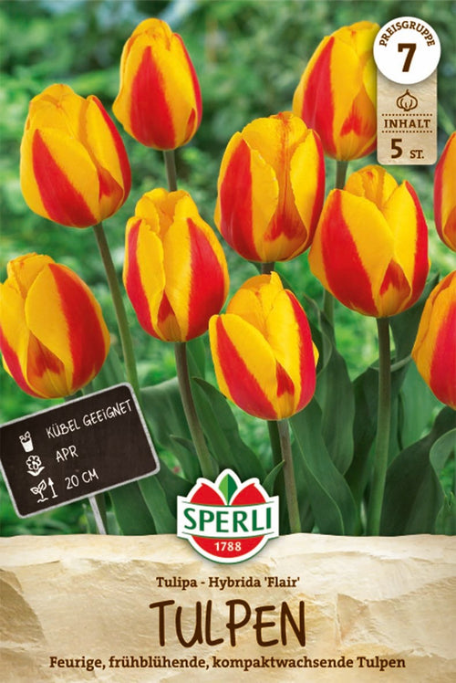 Einfache Frühe Tulpe Flair
