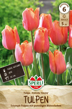 Triumph-Tulpe Jimmy