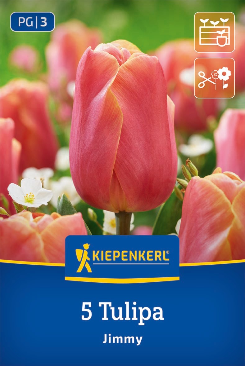 Triumph-Tulpe Jimmy