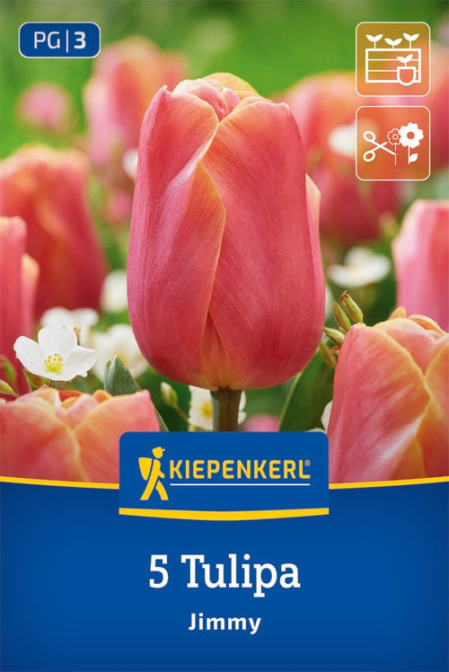 Triumph-Tulpe Jimmy