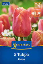 Triumph-Tulpe Jimmy
