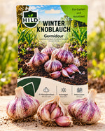 HILD Winterknoblauch Germidour 3 Stück