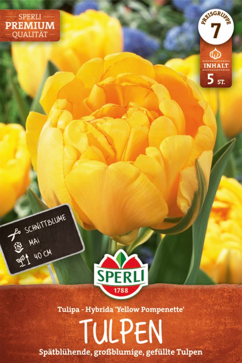 Premium Gefüllte Späte Tulpe Yellow Pompenette