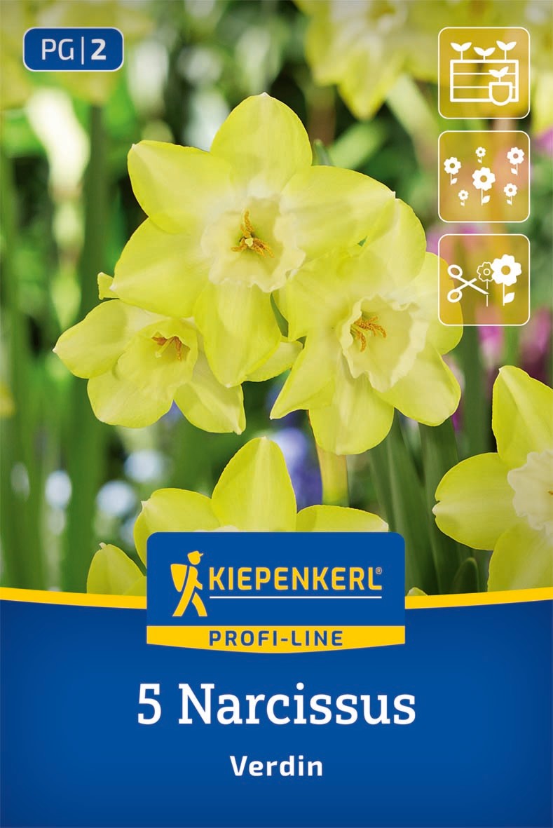 Profi-Line Narzisse Verdin