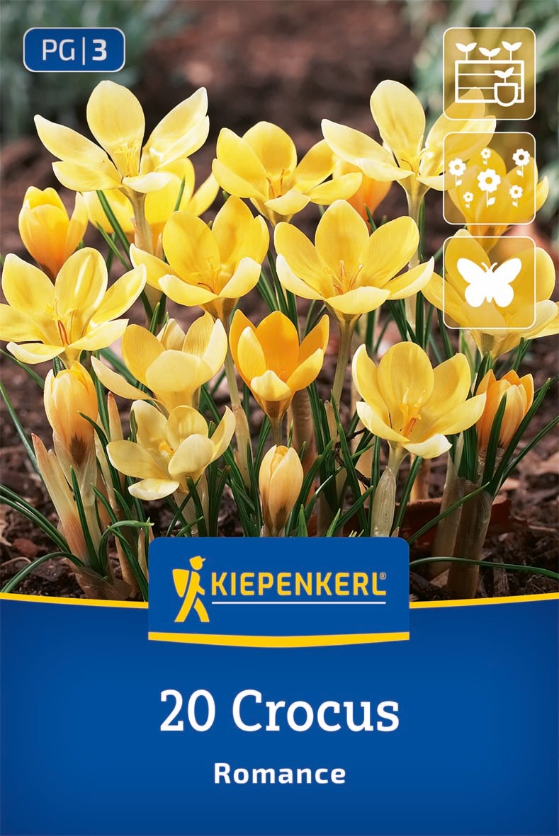 Botanischer Krokus Romance