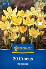 Botanischer Krokus Romance