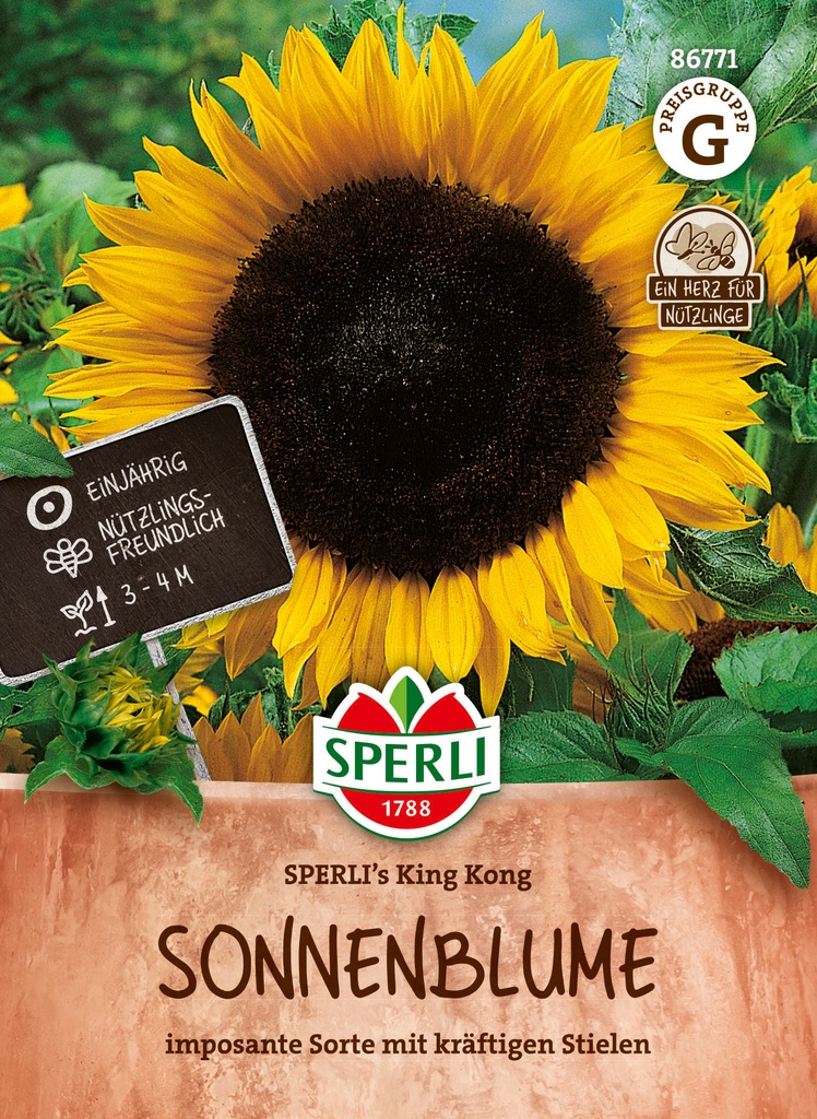 Sonnenblume SPERLI's King Kong