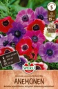 Anemone De Caen Mischung