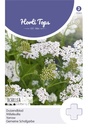 Horti Tops® Achillea Millefolium - Gemeine Schafgarbe