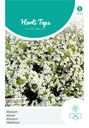 Alyssum Schneeteppich